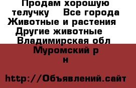 Продам хорошую телучку. - Все города Животные и растения » Другие животные   . Владимирская обл.,Муромский р-н